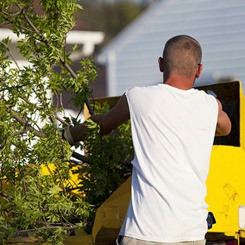 Cheap Trees - Tree Services Near Me - Clayton, New Jersey Cheap Trees - Tree Services Near Me - Clayton, New Jersey