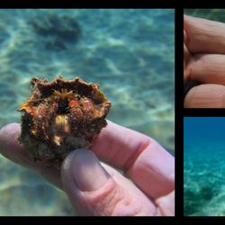 Limitless Dive Co. Maui