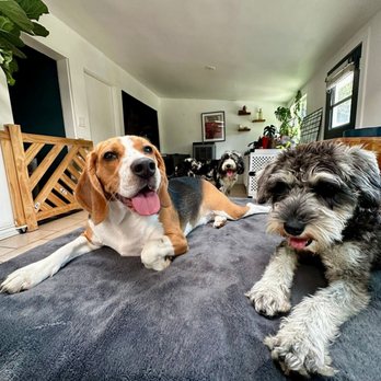 OC PUP PALS - Updated February 2026 - 48 Photos & 12 Reviews