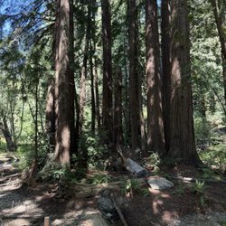 Roys Redwoods Preserve