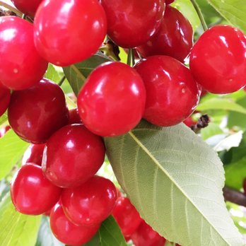 Lazy K Ranch Cherry U-Pick - Pick Your Own Farms Near Me - Gilroy, California