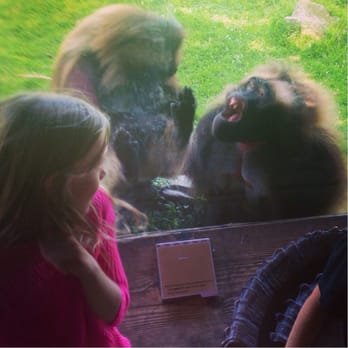 Bronx Zoo - The baboon getting mad and biting the glass. Lol - Zoos Near Me - Bronx, New York