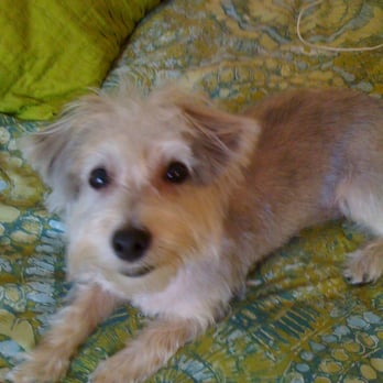 Honey Pooch - After her groom... - Pet Groomers Near Me Honey Pooch - After her groom... - Pet Groomers Near Me