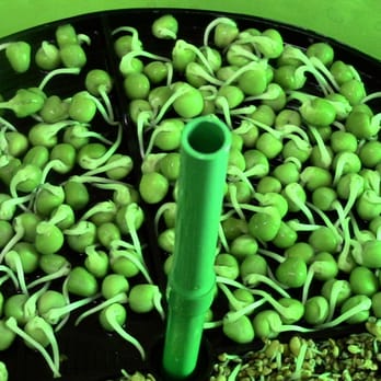 DNA Sales 2100 - Organic, Non-GMO sprouting seeds: green pea after a couple of days in the automatic sprouter - Jewelry Near Me - Tecumseh, Michigan DNA Sales 2100 - Organic, Non-GMO sprouting seeds: green pea after a couple of days in the automatic sprouter - Jewelry Near Me - Tecumseh, Michigan