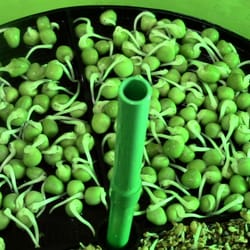 DNA Sales 2100 - Organic, Non-GMO sprouting seeds: green pea after a couple of days in the automatic sprouter