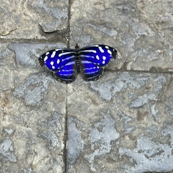 Niagara Parks Butterfly Conservatory - Zoos Near Me - Niagara Falls, Ontario