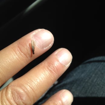 Saddleback Termite & Pest Control - Subterranean Termite - Pest Control Near Me - Lake Forest, California