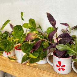 Plant Shoppe