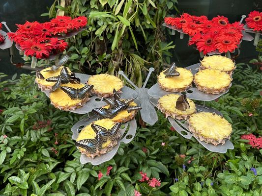 Butterfly Garden by null