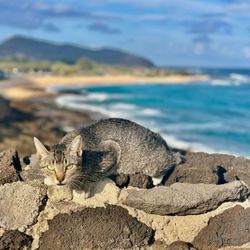 Halia Private Tours - Cat sunning at the Hālona Blow Hole on the South Shore of Oahu, Hawaii.