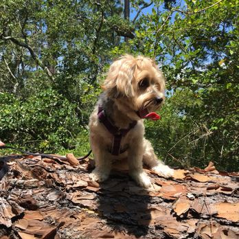 Crooked River State Park - My adorable dog, Chewbacca - Parks Near Me - Saint Marys, Georgia