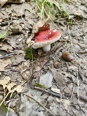 Mount Tom State Reservation