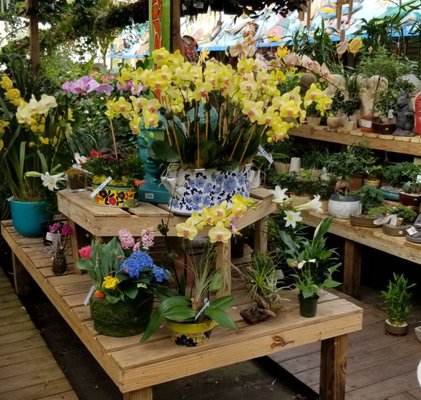 Johnny Mangos Garden Center 2708 N Federal Hwy Delray Beach Fl Landscaping Mapquest