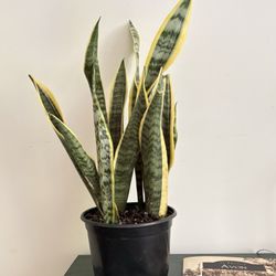 Bosco's Garden Center - My new snake plant!