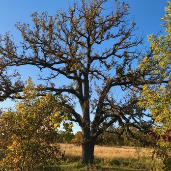 Elawa Farm - The magic tree - Parks Near Me - Lake Forest, Illinois