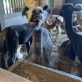 Eastland Alpacas - Ranches Near Me - Mount Joy, Pennsylvania Eastland Alpacas - Ranches Near Me - Mount Joy, Pennsylvania