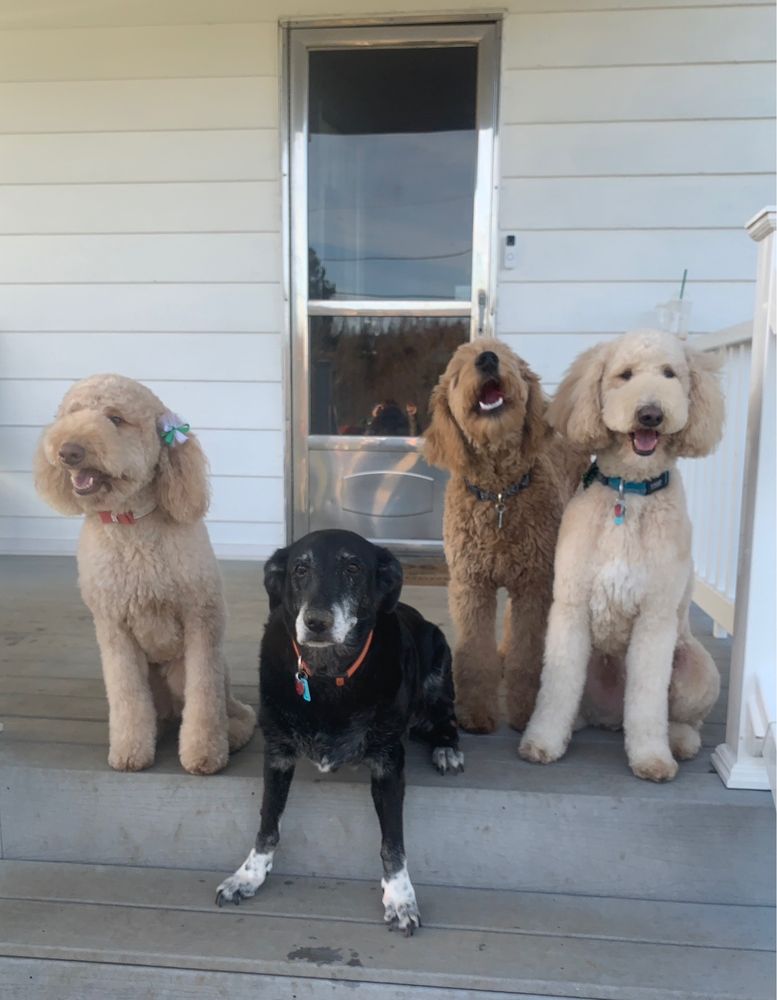 CAMELOT VETERINARY SERVICES Updated October 2024 169 Shepard Ln