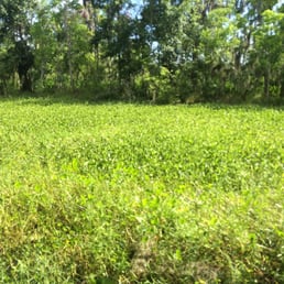 Part of the marsh on one of the more rudimentary trails. Part of the marsh on one of the more rudimentary trails.