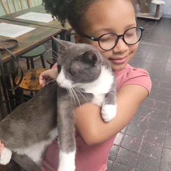 The Kitty Beautiful - Cafes Near Me - Orlando, Florida The Kitty Beautiful - Cafes Near Me - Orlando, Florida