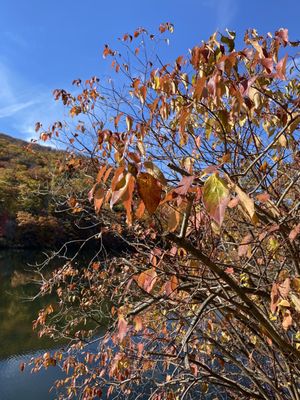 Bear Mountain by null