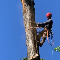 M&G Tree Service