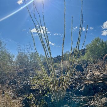 Tumamoc Hill - Hiking Near Me - Tucson, Arizona