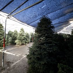 Santa & Sons Christmas Trees - Healthy lush tree selection