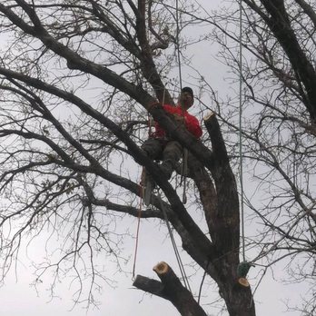 Silver State Tree Service and Lawn Care - a man in a tree - Tree Services Near Me Silver State Tree Service and Lawn Care - a man in a tree - Tree Services Near Me