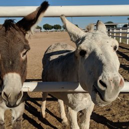 Carrots and apples are welcome. Hot pepper goodies are for the humans. Carrots and apples are welcome. Hot pepper goodies are for the humans.