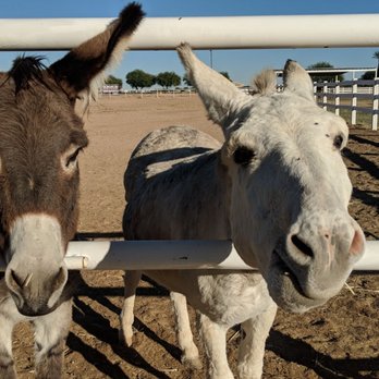 Southwest Specialty Food - Carrots and apples are welcome. Hot pepper goodies are for the humans. - Specialty Food Near Me - Goodyear, Arizona Southwest Specialty Food - Carrots and apples are welcome. Hot pepper goodies are for the humans. - Specialty Food Near Me - Goodyear, Arizona