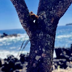Kruzin with Kelsey - Sea sponge washed up ashore. We put SBSP back in the ocean after taking this photo.