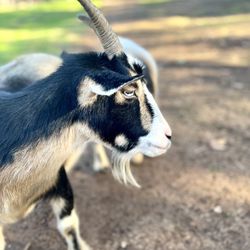 Goats