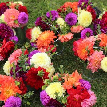 Dahlia Barn - A great mix of colors and sizes. - Nurseries & Gardening Near Me - North Bend, Washington Dahlia Barn - A great mix of colors and sizes. - Nurseries & Gardening Near Me - North Bend, Washington