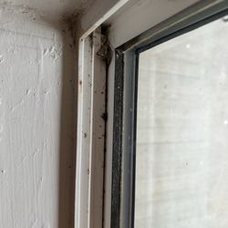 Reflections Inn - Dirty window frames with dead bugs