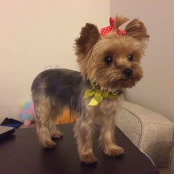 Jan's Gentle Paws - Pet Groomers Near Me - Irvine, California Jan's Gentle Paws - Pet Groomers Near Me - Irvine, California