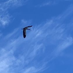 Roosevelt Wetland - Wood stork