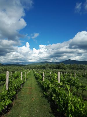 Val Caudalies - Vignoble & Cidrerie by null