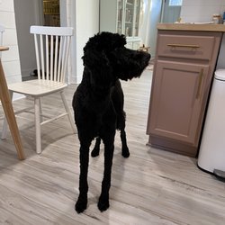Petpourri - Dog