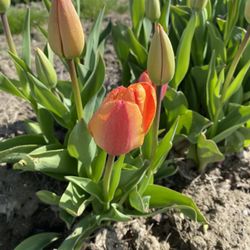 Skagit Valley Bulb Farm - Peaceful