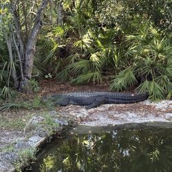 Calusa Nature Center & Planetarium - Alligator
