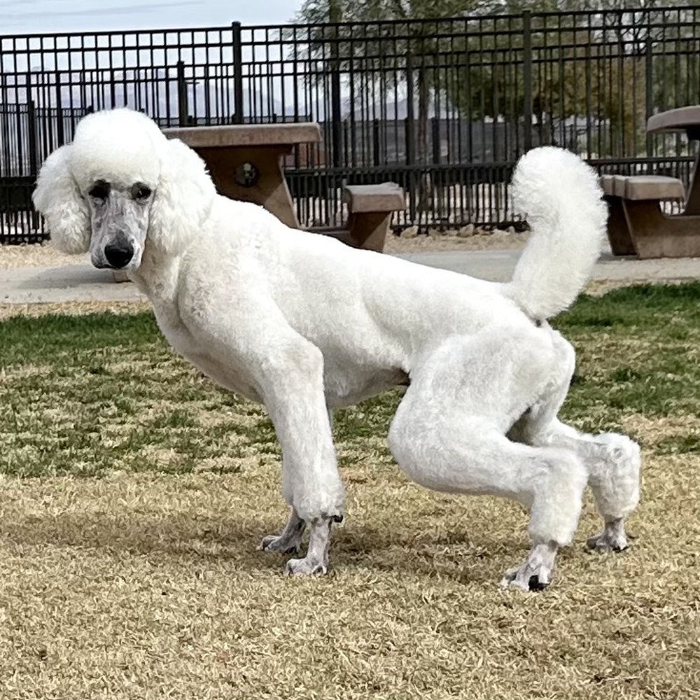 Hidden Falls Park - I get it. Nobody wants to lose the dognity on camera. - Parks Near Me - Henderson, Nevada Hidden Falls Park - I get it. Nobody wants to lose the dognity on camera. - Parks Near Me - Henderson, Nevada