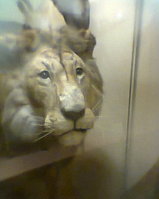 Royal Museum for Central Africa by null