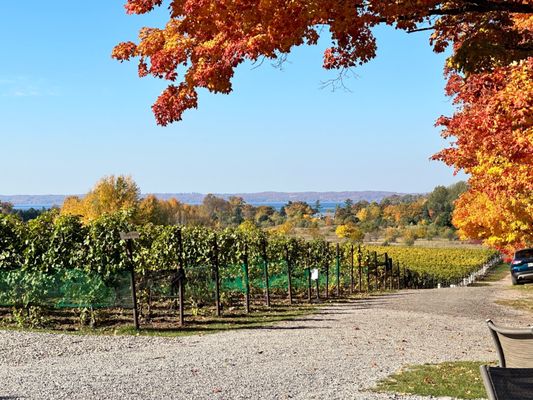 Bowers Harbor Vineyards by null