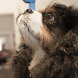 Cedar Run Company - We offer full-service grooming for all breeds and sizes, including cats! We are always accepting new clients.