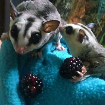 OBX Lizard Land - Sugar gliders - Zoos Near Me - Currituck, North Carolina