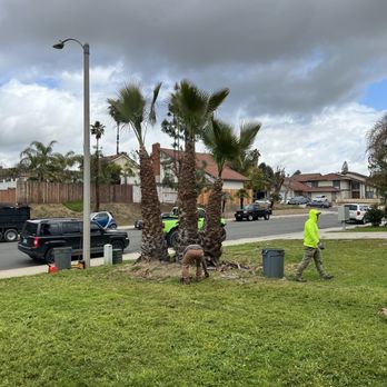 Diego’s Landscaping & Tree Care Services - Tree trimming - Landscaping Near Me Diego’s Landscaping & Tree Care Services - Tree trimming - Landscaping Near Me