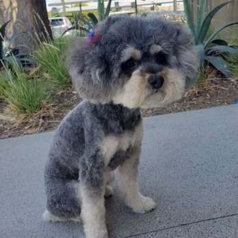 Pawsitively Perfect - We love her teddy bear face! - Pet Groomers Near Me - Lemon Grove, California Pawsitively Perfect - We love her teddy bear face! - Pet Groomers Near Me - Lemon Grove, California