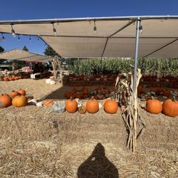 Wild Patch Pumpkins - Lots of different pumpkins! All sorts of colors, sizes and shapes. I've never seen so many variations! Great prices too