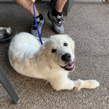 PHX Beer - Dog friendly patio!! - American Near Me - Scottsdale, Arizona PHX Beer - Dog friendly patio!! - American Near Me - Scottsdale, Arizona