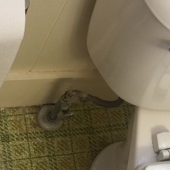 Simmons Motel - Leaky frayed toilet supply - Hotels Near Me - Hershey, Pennsylvania Simmons Motel - Leaky frayed toilet supply - Hotels Near Me - Hershey, Pennsylvania